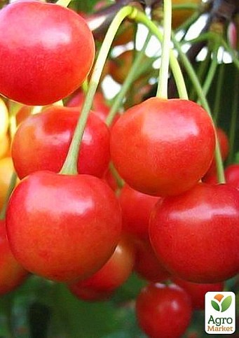 Черешня Солнечный шар: особенности и характеристики сорта, правила ...