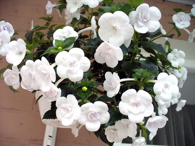 Ахименес Double Picotee Rosе: описание сорта, характеристики ...