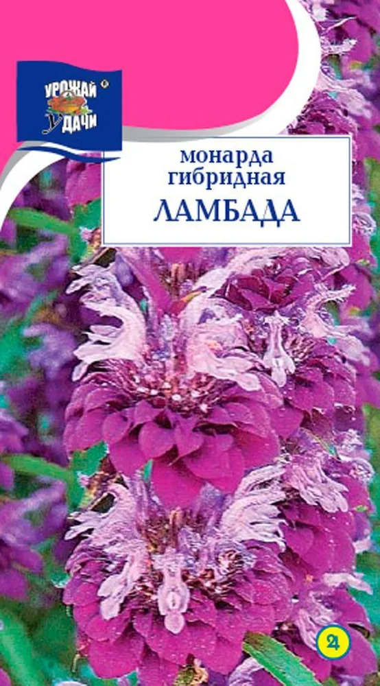 Монарда Ламбада: описание сорта, характеристики, особенности посадки и ...