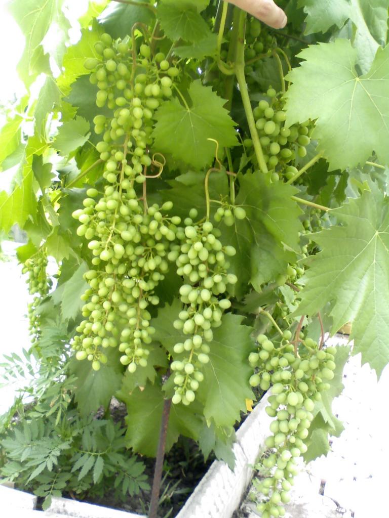 Виноград Мускат Голодриги: описание и характеристики сорта, особенности ...