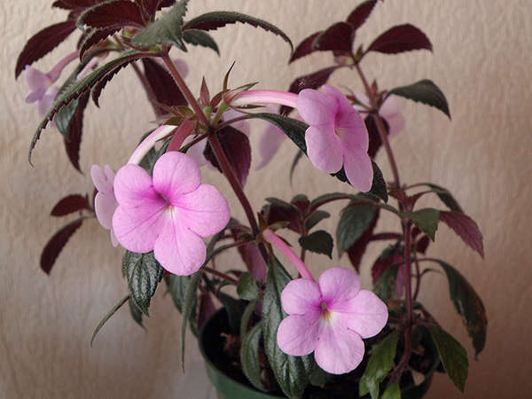 Ахименес Peach Blossom: описание сорта, характеристики, особенности ...