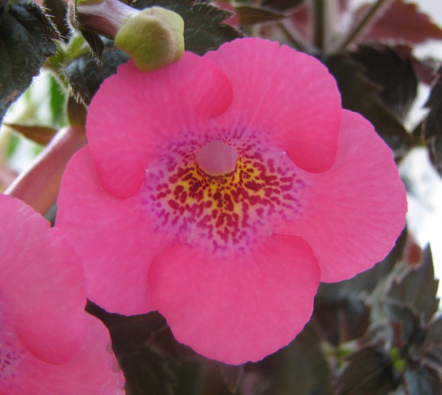 Ахименес Wild Girl: описание сорта, характеристики, особенности посадки ...