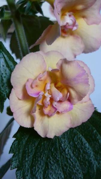 Ахименес Yellow English Rose (Еллоу Инглиш Роуз): описание сорта ...