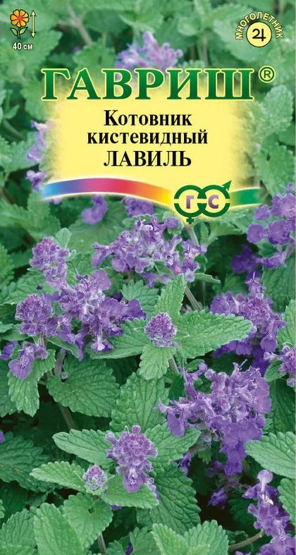 Котовник Лавиль: описание сорта, характеристики, особенности посадки и ...