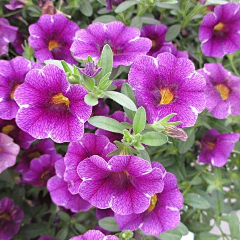 Калибрахоа Колибри Пинк Блинг (Colibri Pink Bling): описание сорта ...