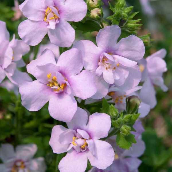 Бакопа Скопия Дабл Пинк (Scopia Double Pink): описание сорта ...