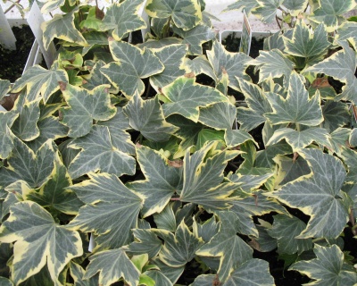 Плющ (хедера) Еллоу Риппл (Yellow Ripple): описание сорта ...