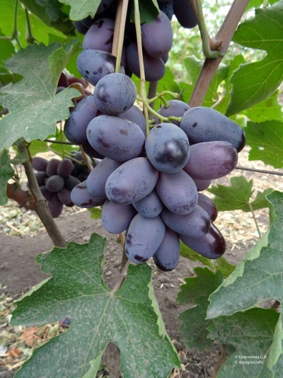 Виноград Алвика
