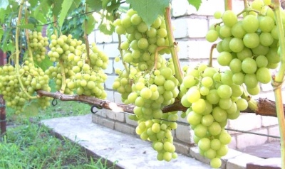 Прима Украины Виноград Описание Сорта Фото Отзывы