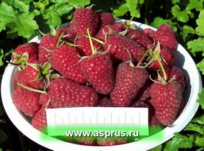 Raspberry Reavurbant Atlant: Описание разнообразия, характеристик и выращивания, плотности и свойств