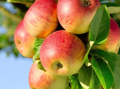 Перец Сладкий Яблочный Спас Отзывы Фото Урожайность