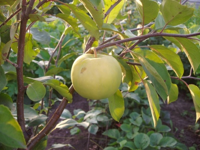 Яблоня Папироянтарное
