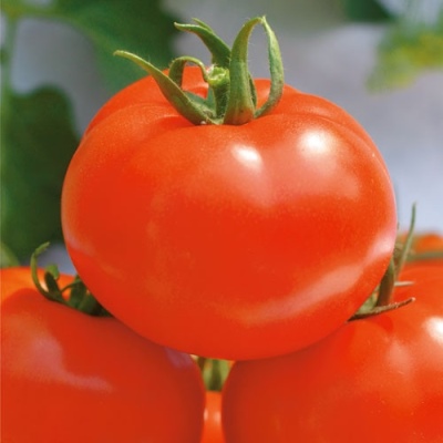 Где в россии выращивают помидоры в промышленных масштабах