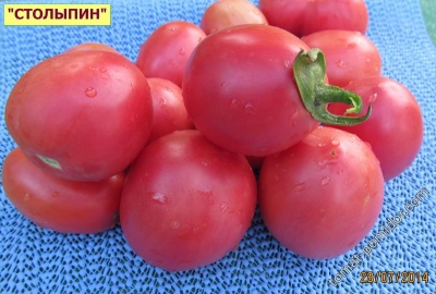 Томат Столыпин Отзывы Фото Урожайность