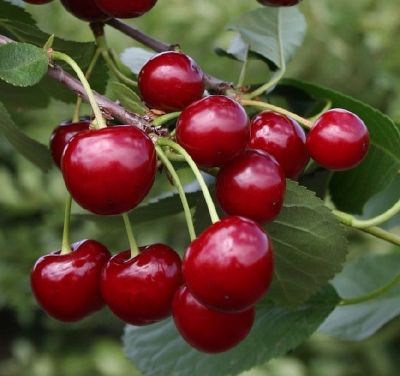 Cherry in Memory of Vavilov: popis odrůdy a její fotografie