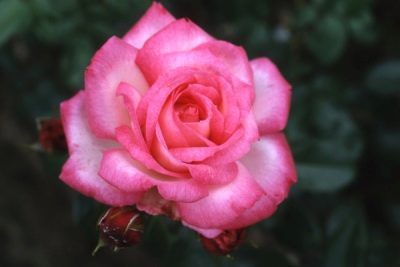 Роза Арлекин