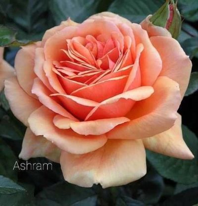 Роза Ашрам