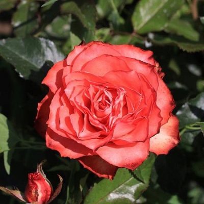 Роза Игуана