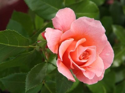Роза Мари Кюри