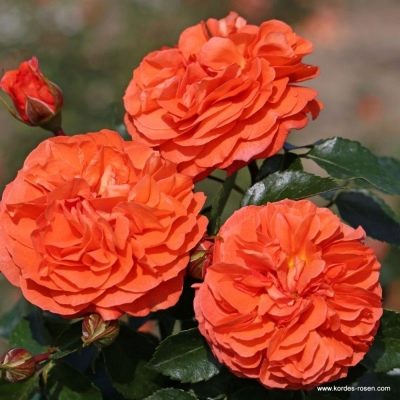 Роза Оранжери