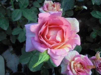 Роза Роз де Цистерсьен