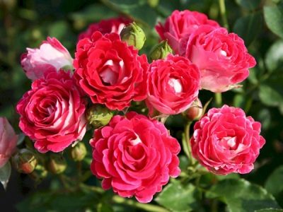 роза шоне кобленцерин