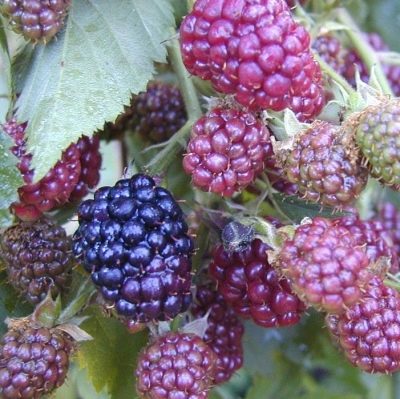 Blackberry Thornfree – oblíbený beztrnný kultivar