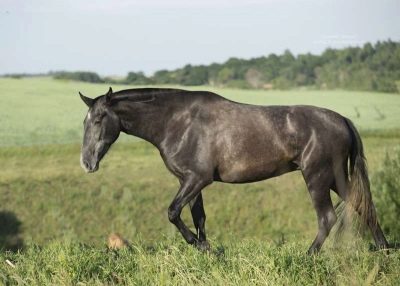 Лошадь Андалузская