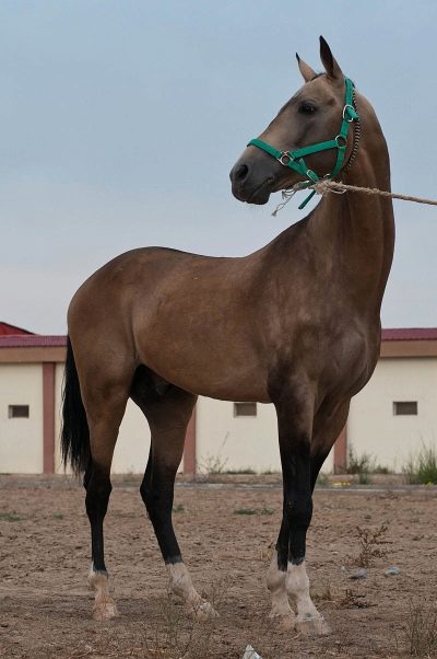 Лошадь Ахалтекинская