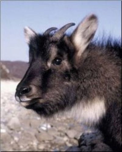 Горноалтайская порода коз