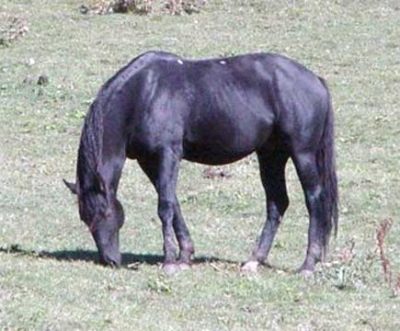Лошадь Карачаевская