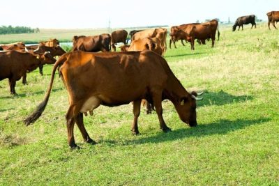 Красная степная порода коров
