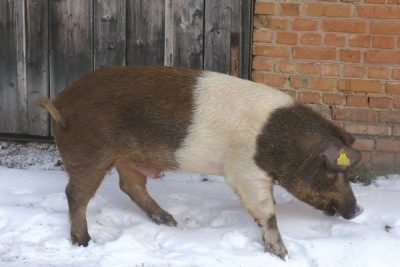 Красно-поясная порода свиней