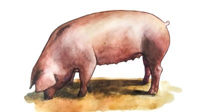 Лакомб порода свиней