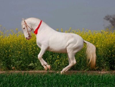 Лошадь Марвари