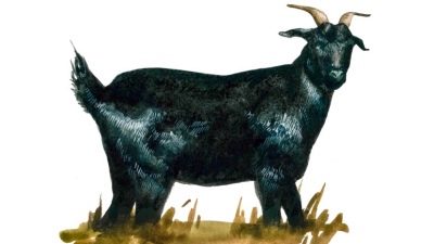 Оренбургская порода коз