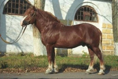 Лошадь Русский тяжеловоз