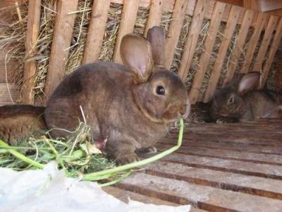 Кролик Советский мардер