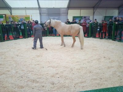 Лошадь Татарская