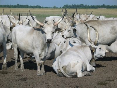 Венгерская серая порода коров