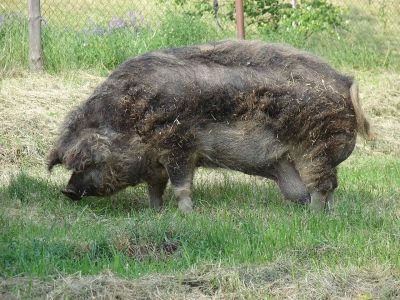 Венгерская мангалица порода свиней