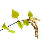 Виды и сорта березы