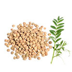 Сорта чечевицы