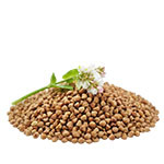 Сорта гречихи