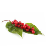 Сорта лимонника китайского