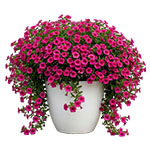 Сорта обриеты