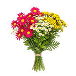 Сорта пижмы и пиретрума