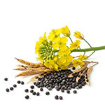 Сорта рапса