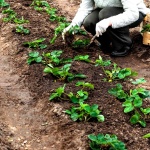 Strawberry Russian Size – popis odrůdy, fotografie a recenze zahradníků