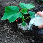 Odrůda okurky Kibriya: pěstování, výsadba a péče, foto